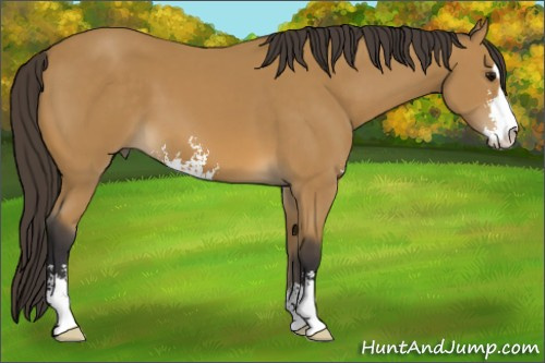 Horse Color: Buckskin Sabino 