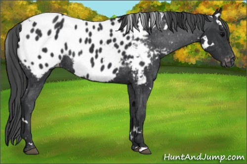 Horse Color: White Spotted Brown Blanket 