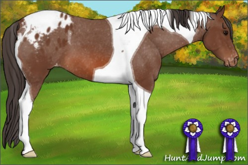 Horse Color: Bay Tobiano Blanket 