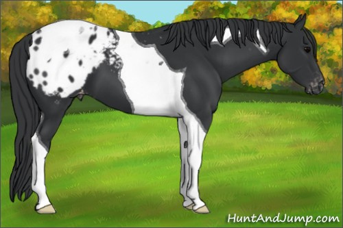 Horse Color: Black Tobiano Blanket 