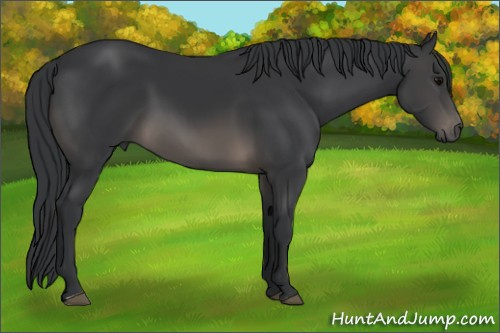 Horse Color: Black 