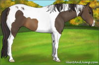 Horse Color:Buckskin Tobiano 