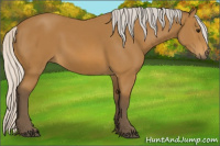 Horse Color:Silver Buckskin 