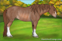 Horse Color:Chestnut Rabicano 