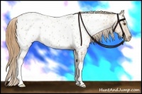 Horse Color:Grullo Pearl Near Leopard 
