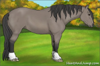 Horse Color:Grullo