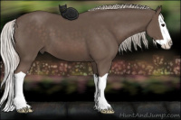 Horse Color:Silver Black Splash 