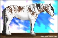 Horse Color:White Spotted Bay 