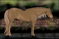 Horse Color:Chocolate Palomino Sabino Rabicano 