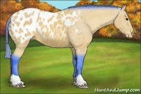 Horse Color:Watercolor Buckskin Appaloosa