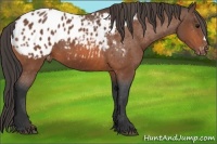 Horse Color:Bay Appaloosa