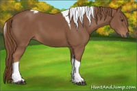 Horse Color:Chestnut Tobiano 