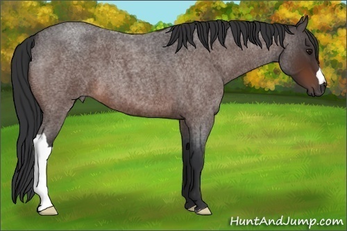 Horse Color: Bay Roan 