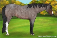Horse Color:Bay Roan 