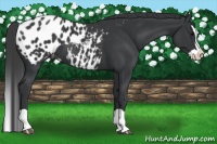 Horse Color:Black Splash Appaloosa 