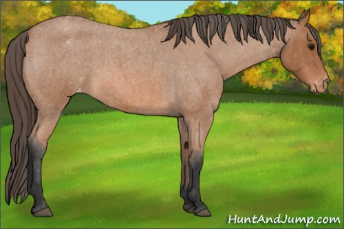 Horse Color: Bay Roan Blanket 