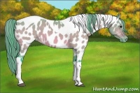 Horse Color:Watercolor Bay Dun Tobiano Appaloosa 