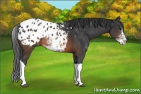 Horse Color:Brown Sabino Blanket Rabicano 