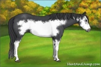 Horse Color:Blue Roan Splash Frame 