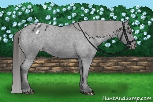 Horse Color: Black Blanket 
