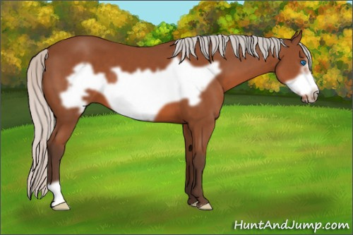 Horse Color: Silver Bay Frame 