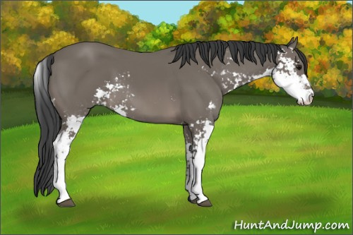 Horse Color: Black Sabino 