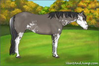 Horse Color:Black Sabino 