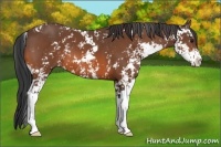 Horse Color:Bay Sabino 