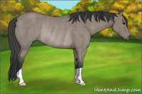 Horse Color:Grullo Rabicano 