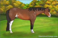 Horse Color:Bay Sabino 