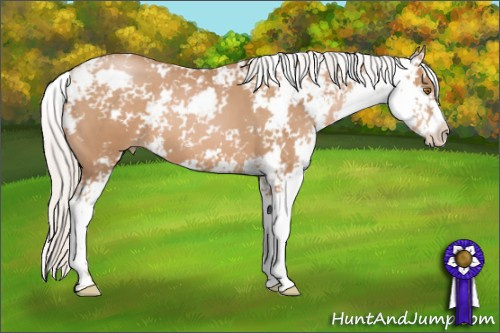 Horse Color: Silver Black Pearl Sabino 