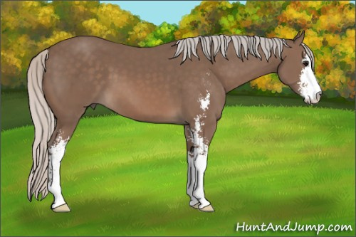 Horse Color: Silver Black Sabino 