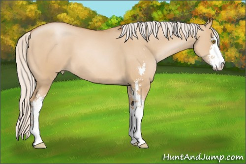 Horse Color: Silver Grullo Pearl Sabino 