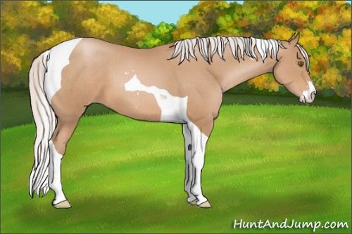 Horse Color: Silver Black Pearl Sabino Tobiano 