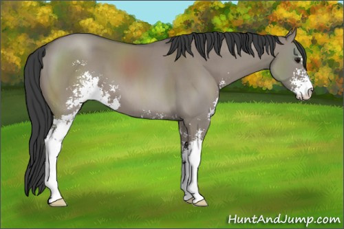 Horse Color: Grullo Sabino 