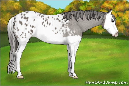 Horse Color: Black Splash Blanket 