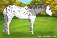 Horse Color:Black Splash Appaloosa 