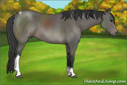 Horse Color: Black Sabino Tobiano 