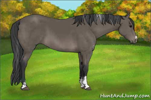 Horse Color: Black Sabino 