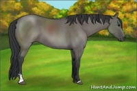 Horse Color:Grullo Sabino 