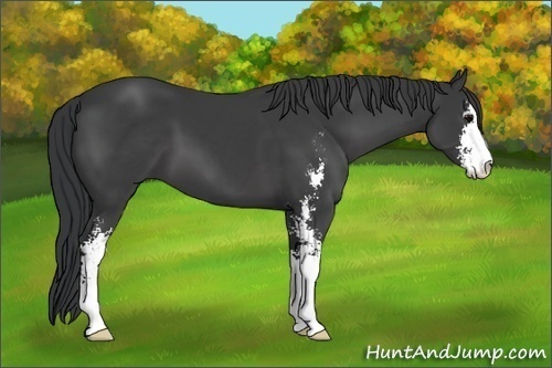 Horse Color: Black Sabino 