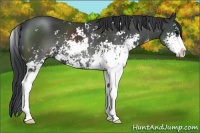 Horse Color:Black Sabino