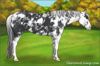 Horse Color:Black Sabino