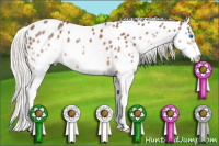 Horse Color:Silver Black Sabino Splash Appaloosa 