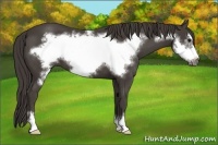 Horse Color:Smoky Black Sabino Frame 