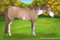 Horse Color:Black Pearl Sabino 