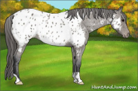 Horse Color:Black Near Leopard Rabicano 