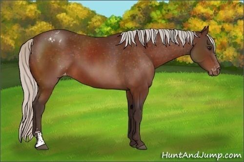 Horse Color: Silver Brown Sabino Varnish 