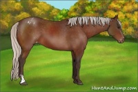 Horse Color:Silver Bay Sabino Appaloosa 