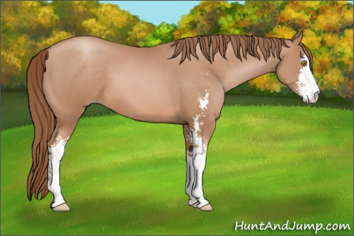 Horse Color: Bay Pearl Sabino 